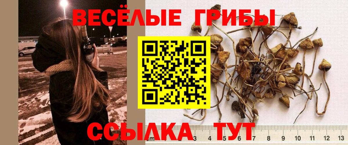 Псилоцибиновые грибы прущие грибы Павловский Посад